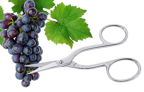 158/160 Grape Scissors